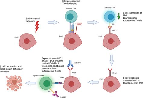 Frontiers Unravelling Checkpoint Inhibitor Associated Autoimmune