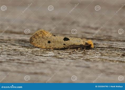 Closeup On A Small Yellow Micro Tineoid Moth Tinea Trinotella Sitting