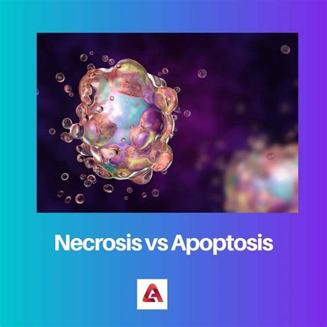 Necrosis vs Apoptosis: Difference and Comparison