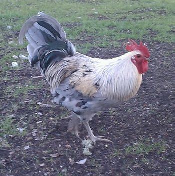 Isbar Thread Rooster Breeds Thread Rooster