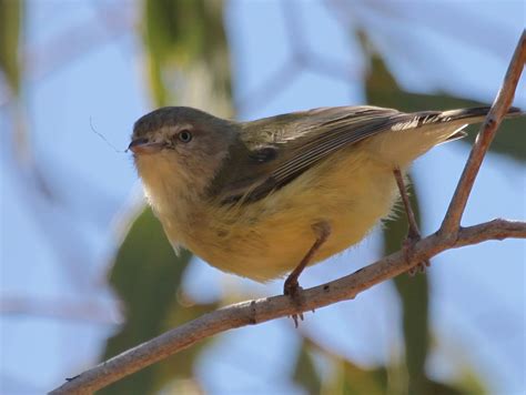 Richard Warings Birds Of Australia Weebill Willie Wagtail Female