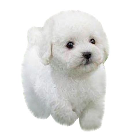 Lidyce Realistic Teddy Dog Lucky Handmade Realistic Figure Toy Dog