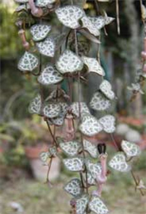 Ceropegia Ristra De Corazones Enredadera Rosario Rosario De