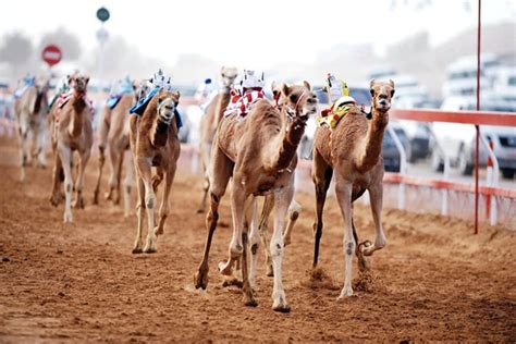 Al Marmoum Camel Race Track Dubai