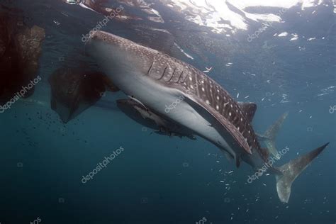 Retrato De Tibur N Ballena Bajo El Agua En Pap A