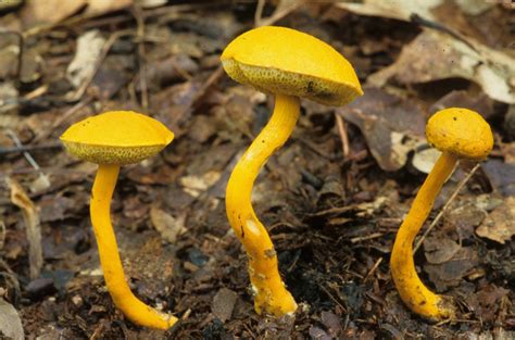 Aureoboletus Auriflammeus Flaming Gold Bolete The Bolete Filter