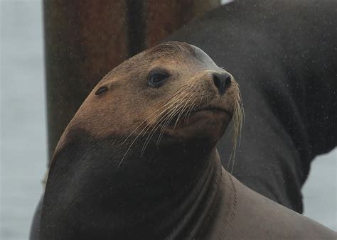 California Sea Lion Habitat