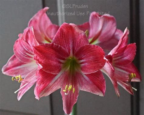 Photo Of The Bloom Of Amaryllis Hippeastrum Estella Posted By