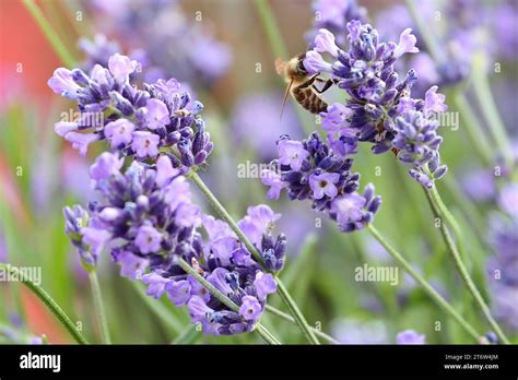 Lavendel Sammeln Hi Res Stock Photography And Images Alamy