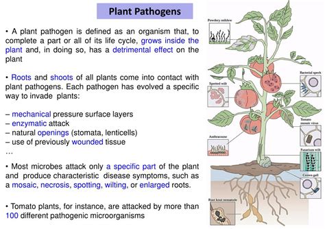 Ppt Stress And Plants Biotic Stress Powerpoint Presentation Free Download Id 1538146