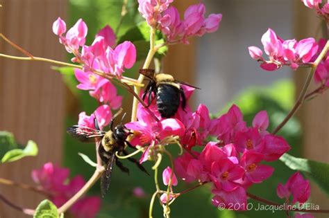 Vines For Growing In Houston Choosing The Right Vine For Your Garden