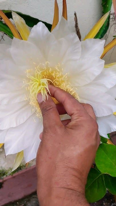 How To Hand Pollinate Dragon Fruit Flower Dragonfruitflowerhandpollination Dragonfruitlover