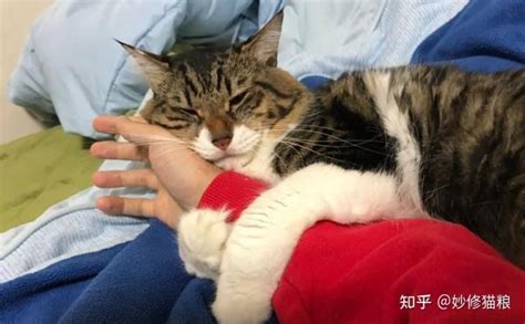 猫咪为什么总是把爪子搭在人身上？其实它想告诉你这些话 知乎