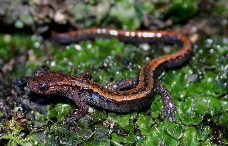 Como o Sapo Respira Sistema Respiratório como Funciona Mundo Ecologia