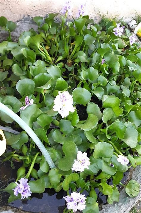 Water Hyacinth Pond Plant Live Plants Bundle Of 3 Aquarium Plants Floating