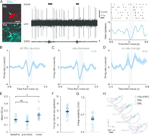 Dopaminergic Snc Neurons Exhibit A Pause In Firing During The Onset Of