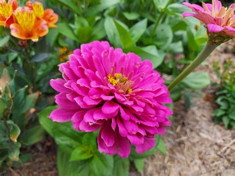 ZINNIA 'Cut Flower Mix' seeds – Boondie Seeds