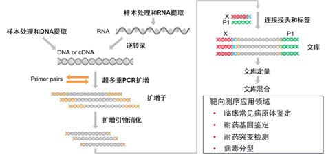 公卫·科普 高通量测序技术——打开病原体诊断的“钥匙” 澎湃号·政务 澎湃新闻 The Paper