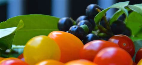 3 Free Cherry Laurel Berries And Cherry Laurel Photos Pixabay