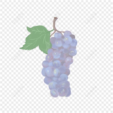 Un Racimo De Uvas Moradas PNG Imágenes Gratis Lovepik