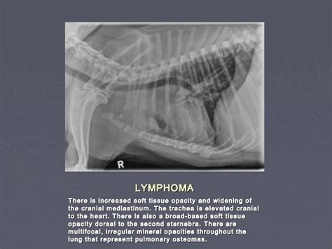 Radiology Interpretation