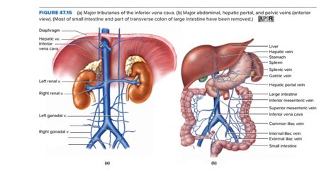 Abdominal Major Veins Diagram Quizlet