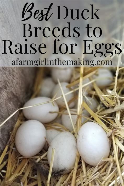 Raising Ducks For Eggs Top Duck Breeds Duck Breeds Raising