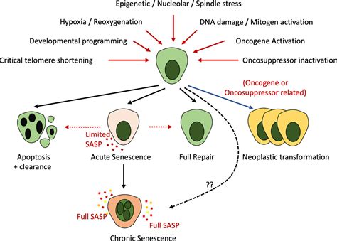 Frontiers Cellular Senescence And Senotherapies In The Kidney