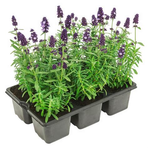 GARDENLINE R Lavendel 6er Tray Aldi Süd Deutschland Archiv