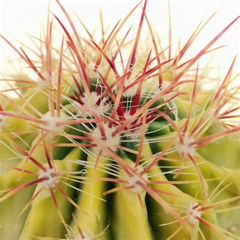 Ferocactus Stainesii LM 19 17 Cm Cactaceae Giromagi Vendita Piante