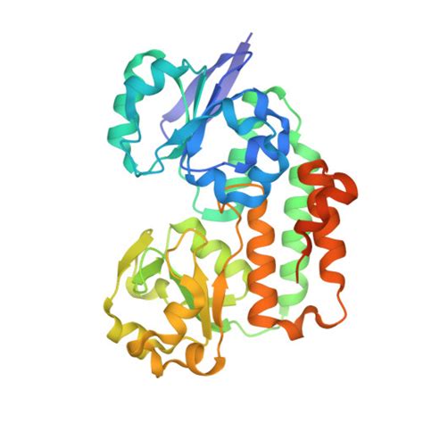 Rcsb Pdb Ino The Crystal Structure Of Helicobacter Pylori Ceue Hp