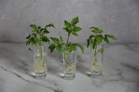 How To Propagate Tomato Plants From Cuttings Tomato Bible