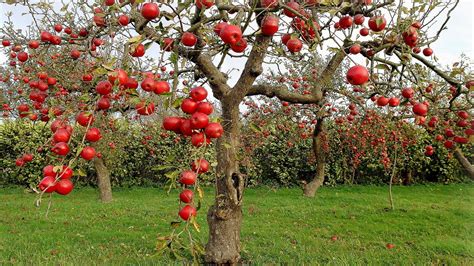 Red Apple Tree Wallpaper