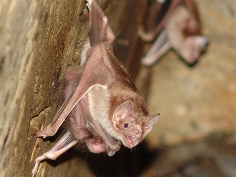 NATURALEZA VIVA Fármaco a partir de la saliva del murciélago Desmodus