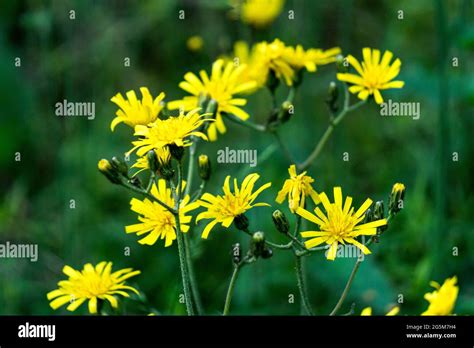 Yellow Dandelion Like Flowers Yellow Wild Flower In Green Grass Stock