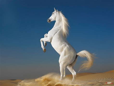 Imagenes de caballos - Fotografias equinas: Fotografia de hermoso ...