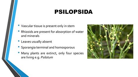 General Characters Of Pteridophytes PPT