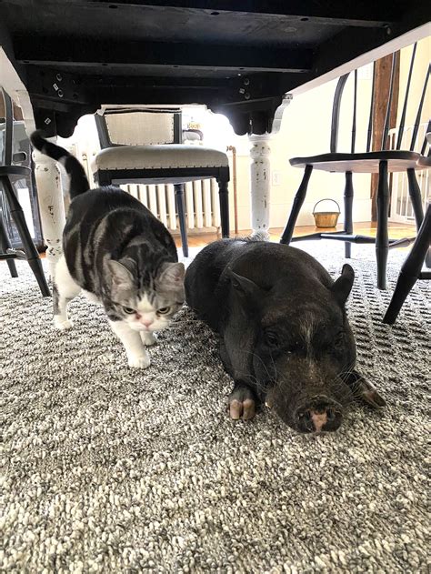 Our Minis — Lifting Spirits Miniature Therapy Horses
