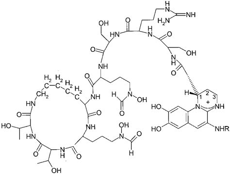 Structure Of Pyoverdine Produced By P Aeruginosa PAO1 41 Carbon