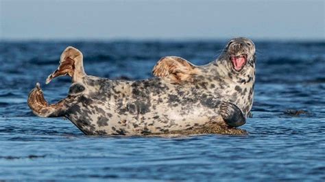 Photographer Snaps Laughing Seal Lounging On Rocks Stv News