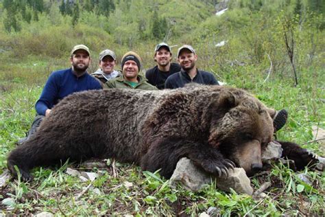 Mountain Grizzly Guided Hunting Trips In Bc Sawtooth Outfitters