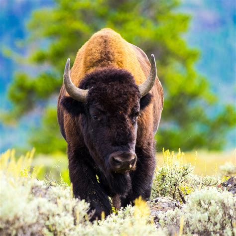 Bison Cant Leave Yellowstone