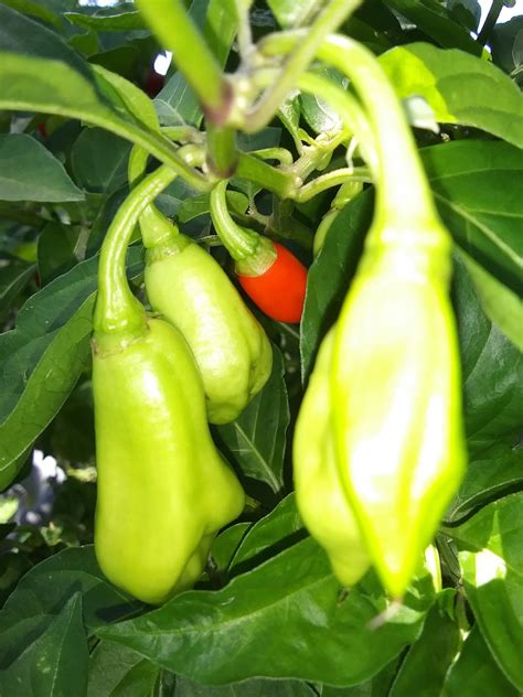 10x Trinidad Pimento Pepper Seeds Organically Grown Plus Free Seed