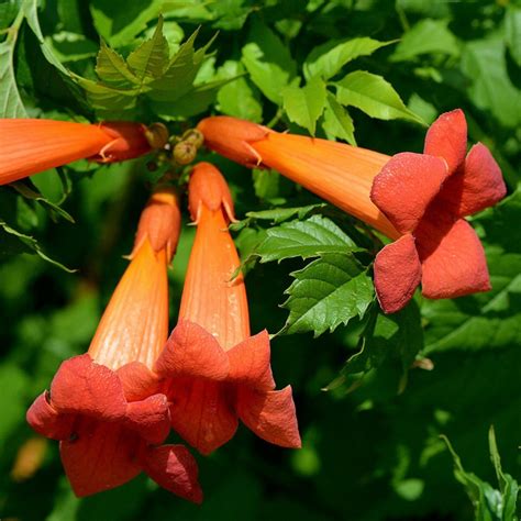 Trumpet Vine Or Trumpet Creeper Seeds Price €195