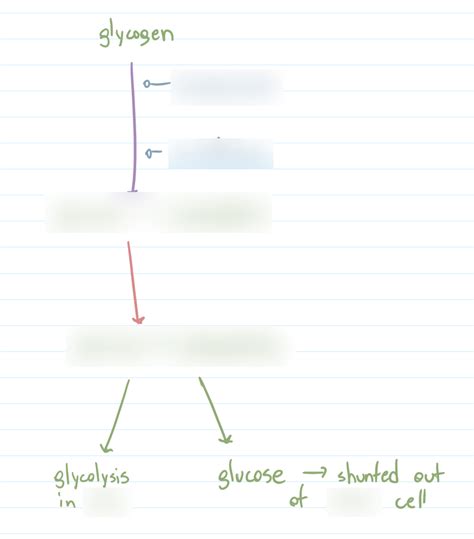 Glycogen Degradation Diagram Quizlet