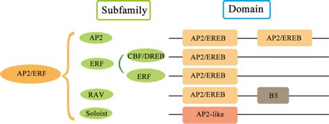 AP2 ERF转录因子家族调控植物抗病输出 Stress Biology X MOL