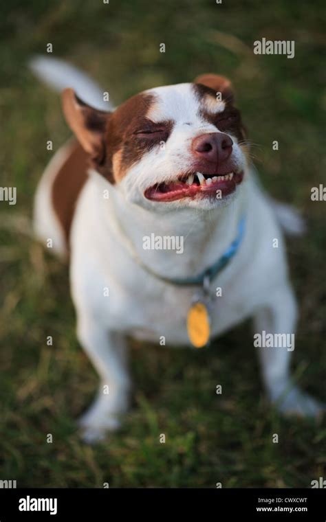 Snarling, teeth bearing dog sitting on a green lawn at dusk Stock Photo ...