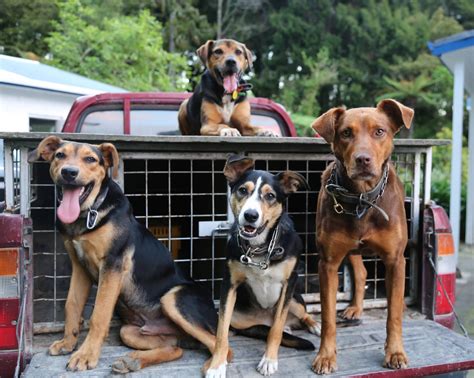Dog Kennel Business Plan Sample [Edition 2024] | OGScapital