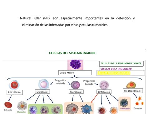 Inmuno Esquema Linfoide 1 Docxhfytdtrdtrdtd PPT Descarga Gratuita