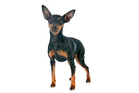 Miniature Pinscher Definition, Characteristics, Shedding,, 44% OFF